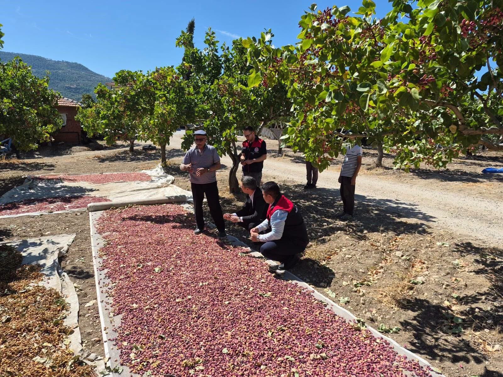 Antep Fıstıkları Üreticinin Yüzünü Güldürüyor (4)