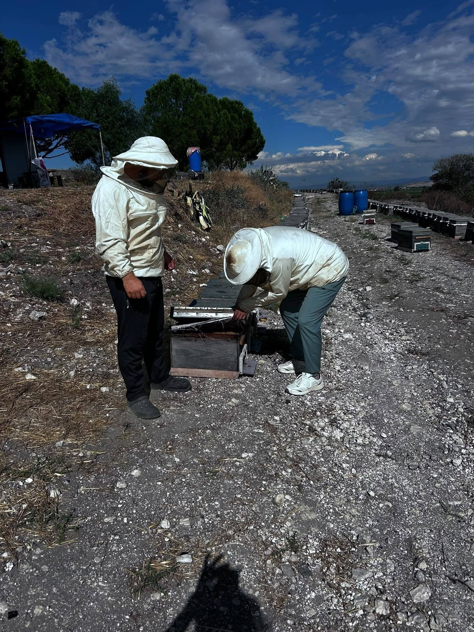 Aydın’da Arıcılık Çalışmaları Devam Ediyor (1)