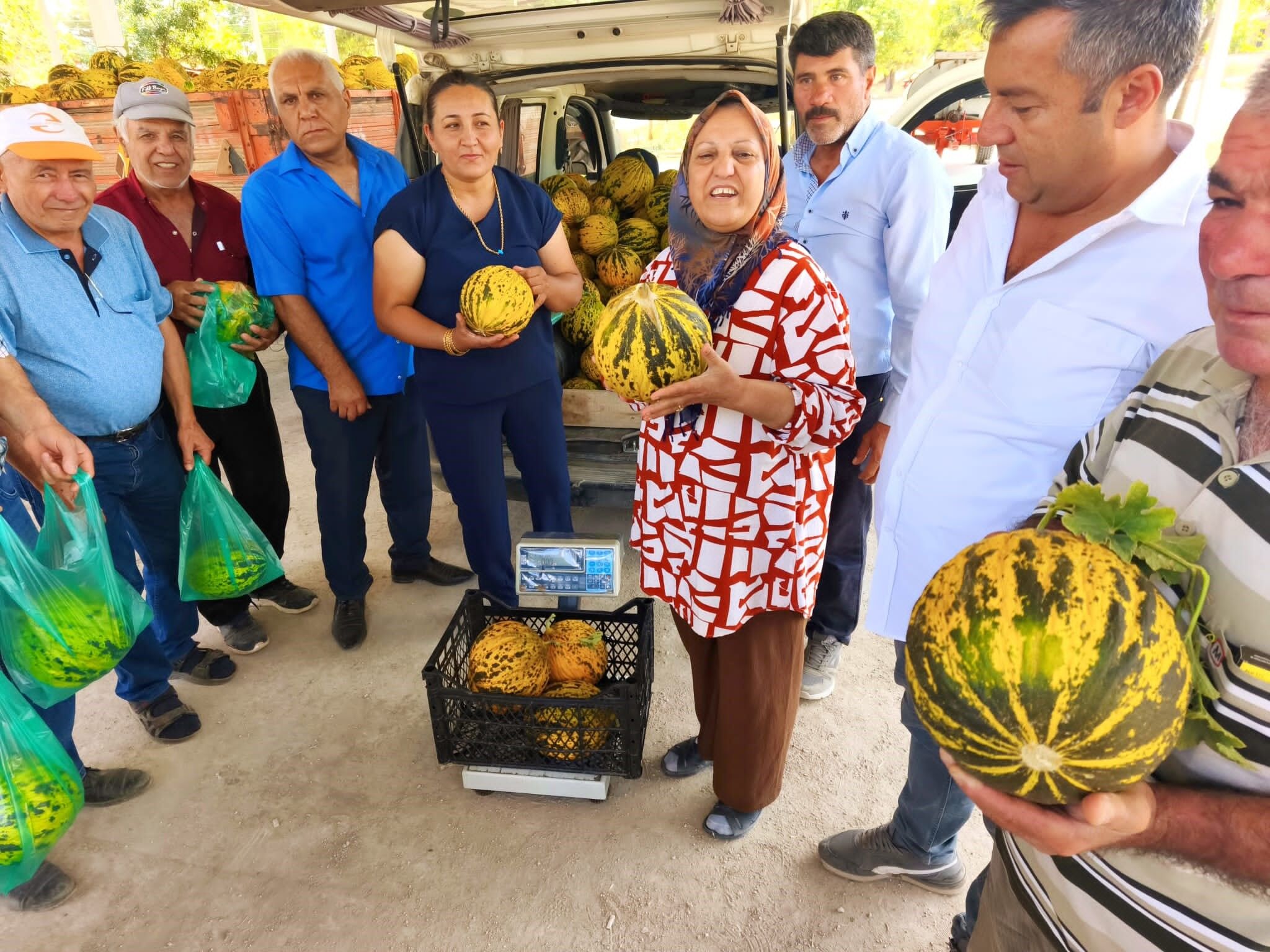 Bu Kavun Tek Damla Su Verilmeden Yetişiyor (3)