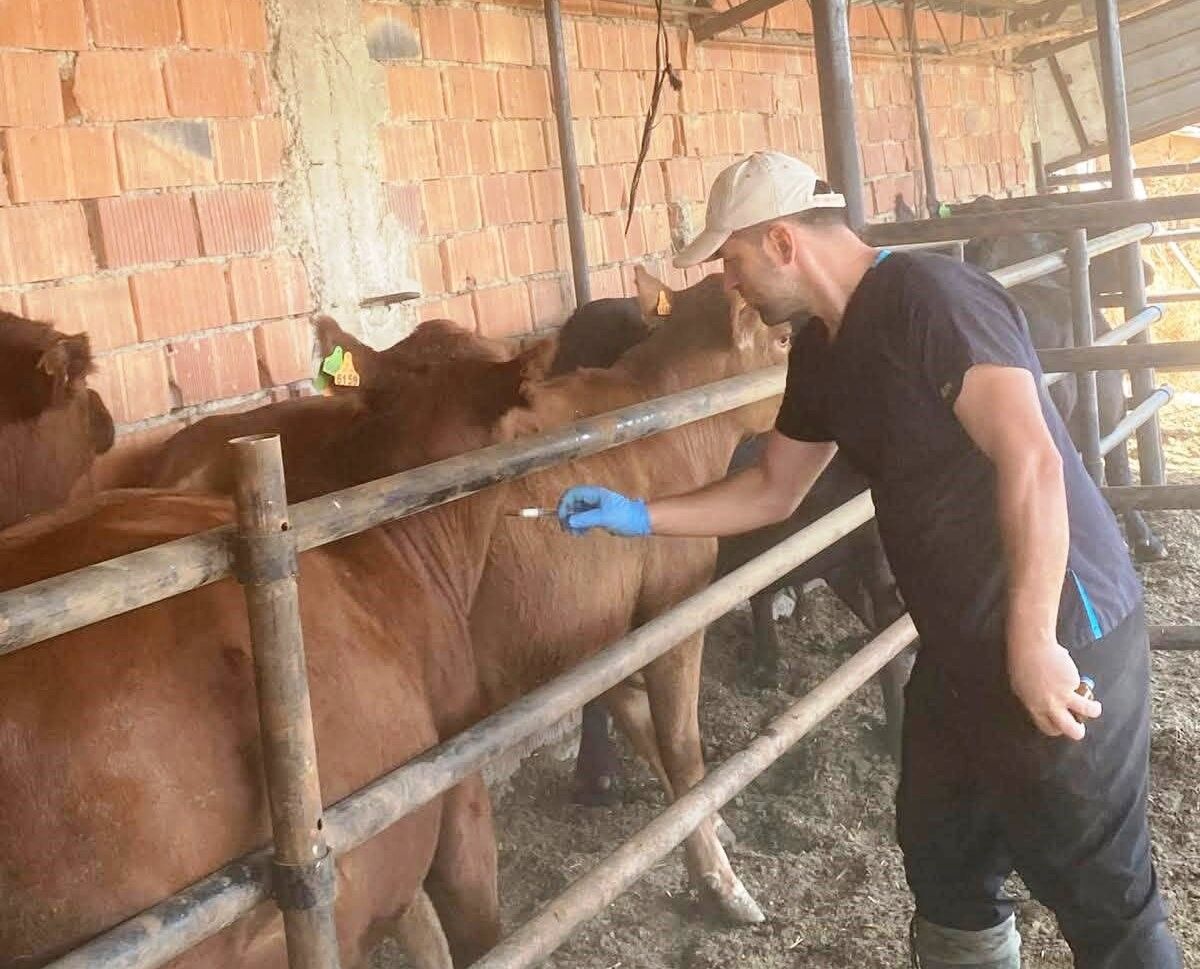 Büyükbaş Hayvanlar Aşılanıyor (3)