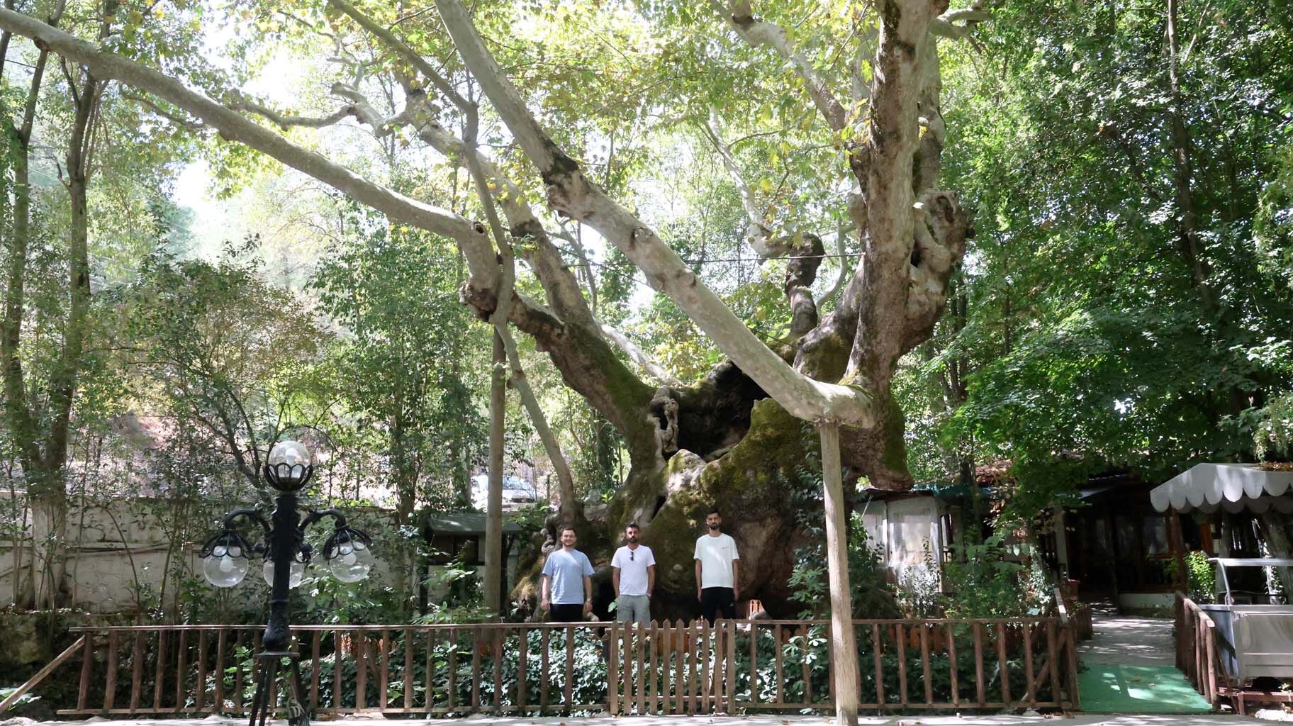 Cihan Padişahını Gölgesinde Ağırlayan Çınar 854 Yıldır Ayakta (4)