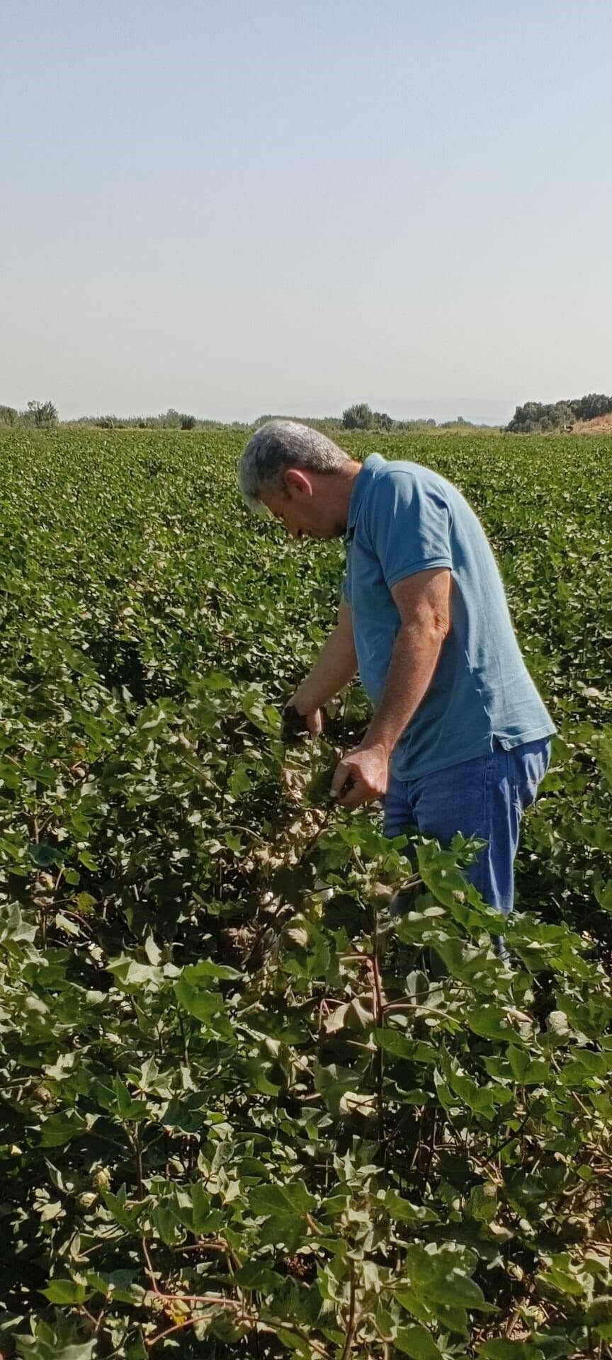 Didim’de Ekipler Pamuk Tarlalarına Indi (1)