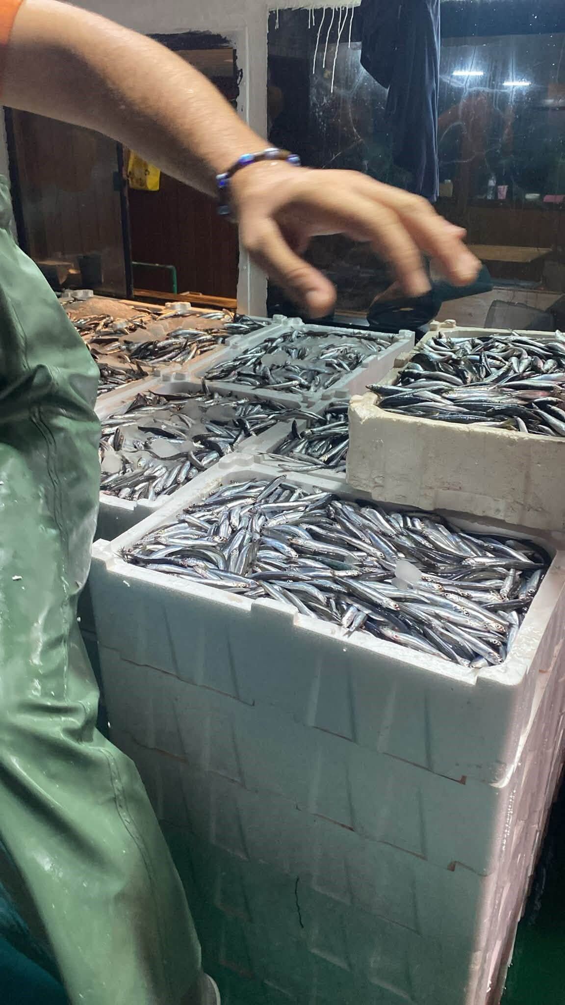 Didim’de Gırgır Teknelerinde Balık Boyu Denetimi (4)