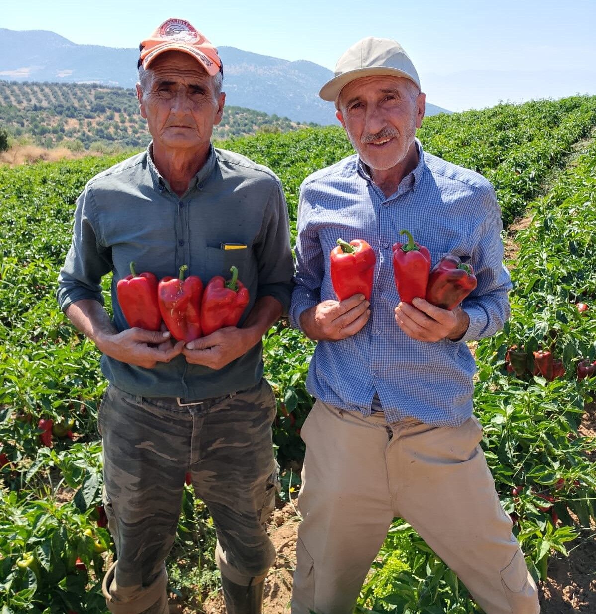 Kapya Biberde Hasat Zamanı (2)