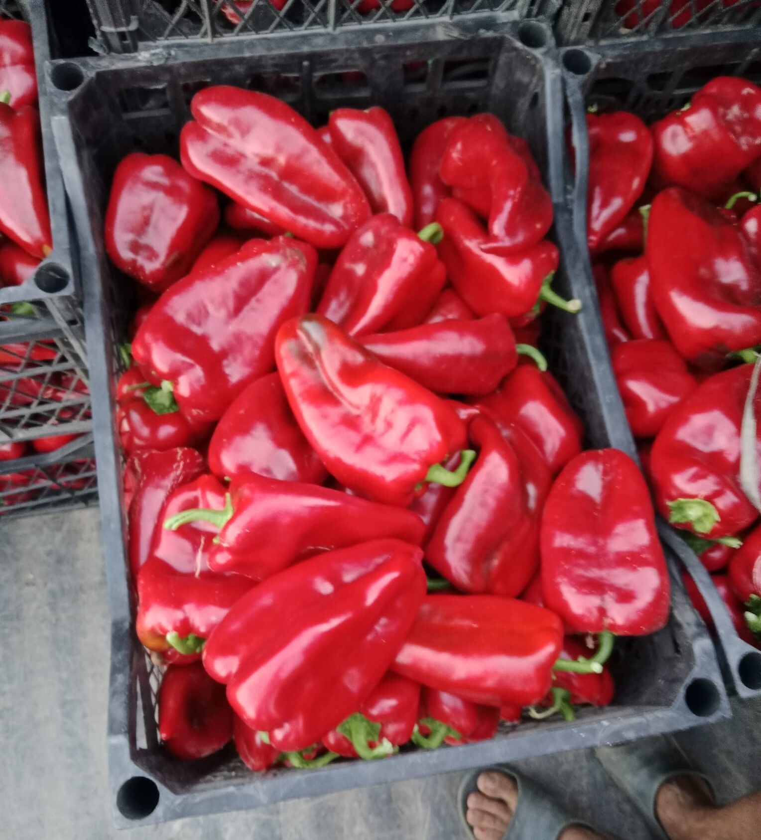 Kapya Biberde Hasat Zamanı (5)