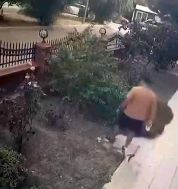 Köpeğini Gezdiren Şahıs Yavrulu Kediye Tekmeyle Saldırdı (2)