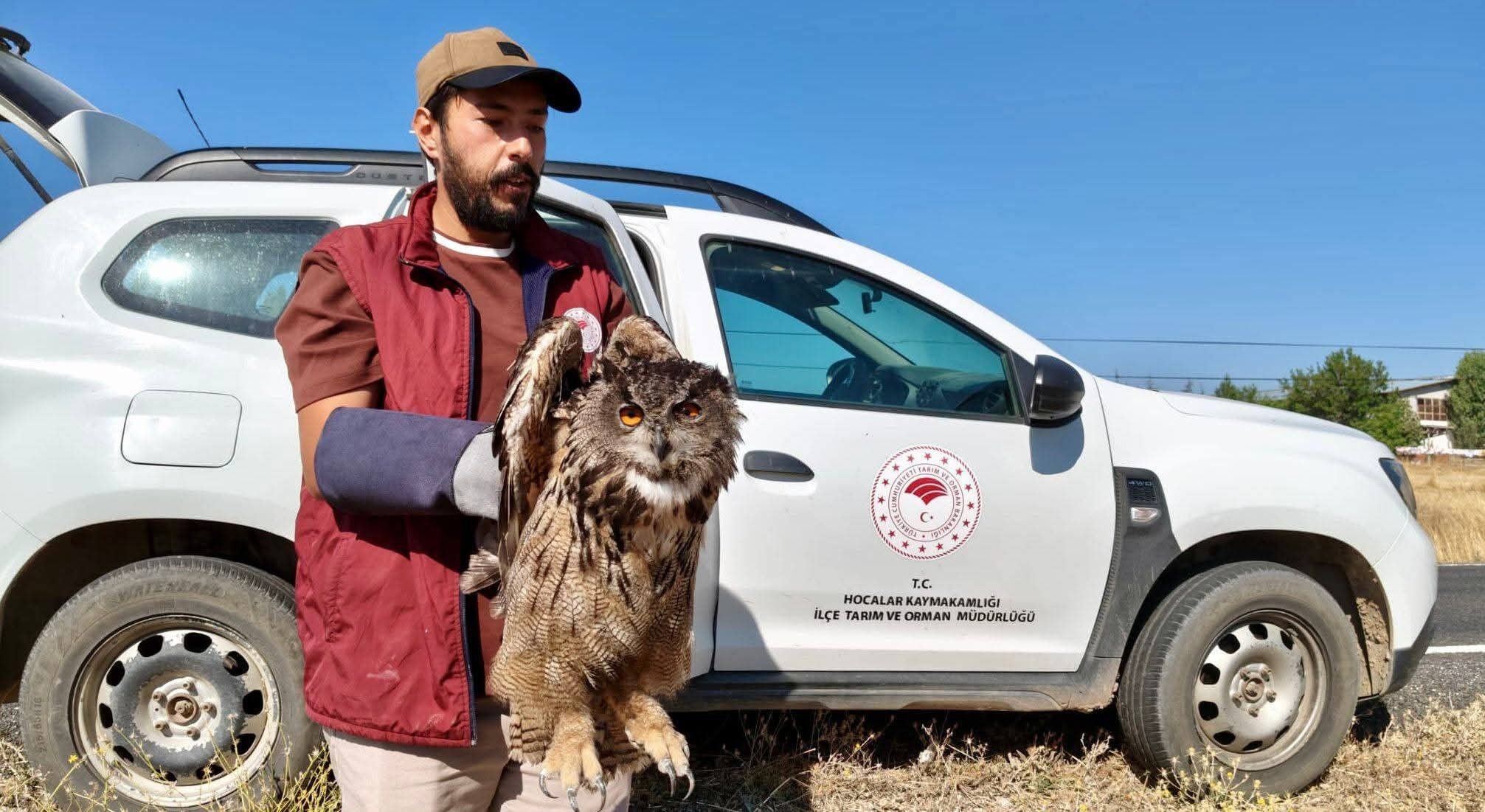 Yaralı Puhu Kuşu Koruma Altına Alındı (1)