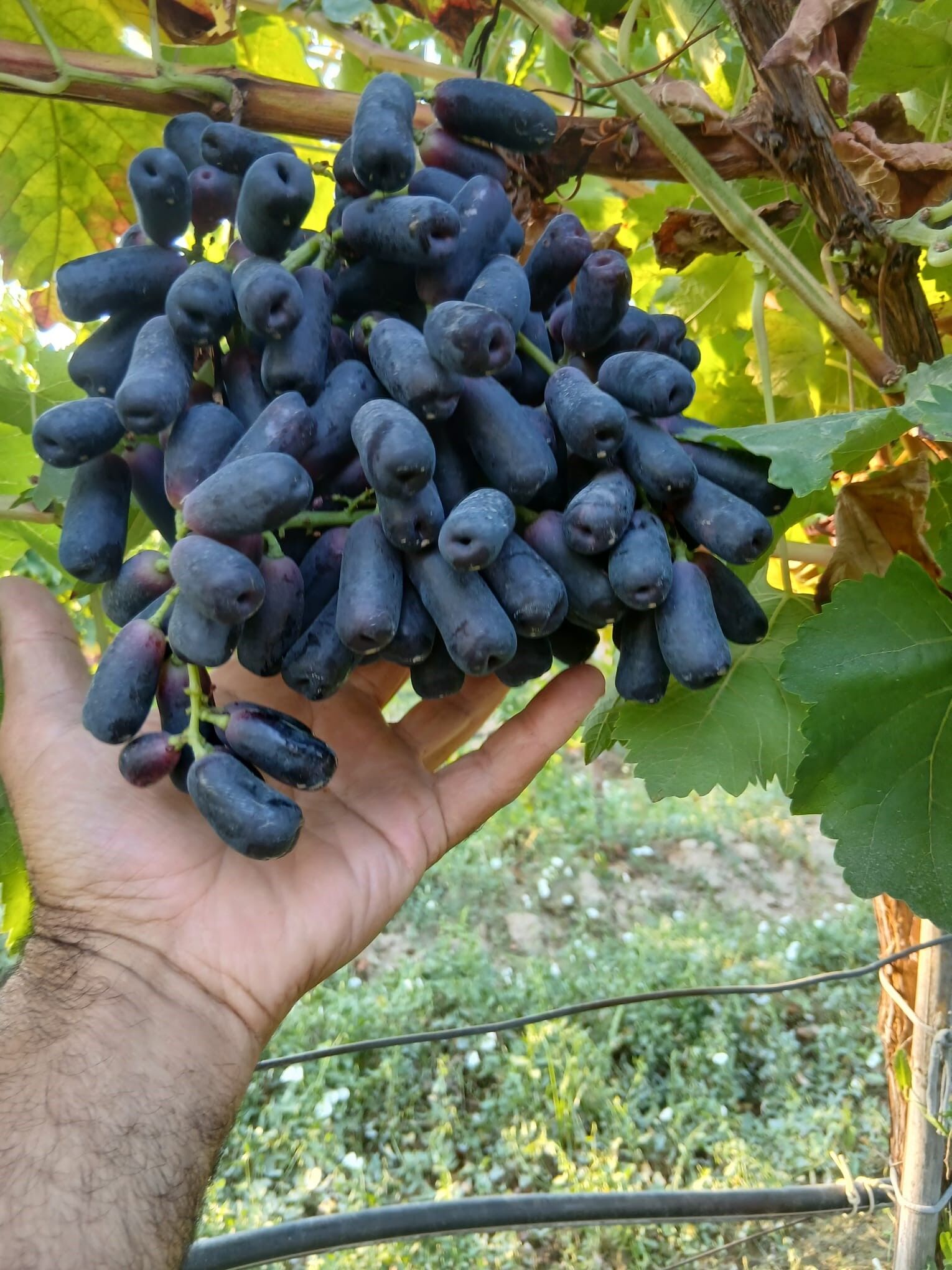 Yeni Üzüm Çeşidi Üretildi (7)