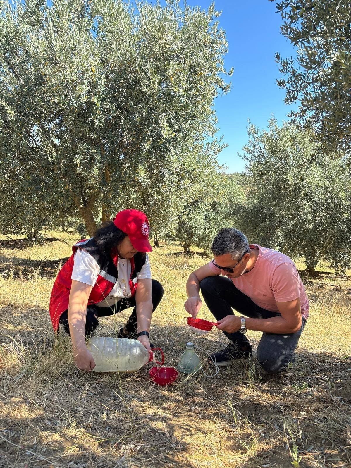 Zeytin Üreticilerine Kritik Uyarı (5)