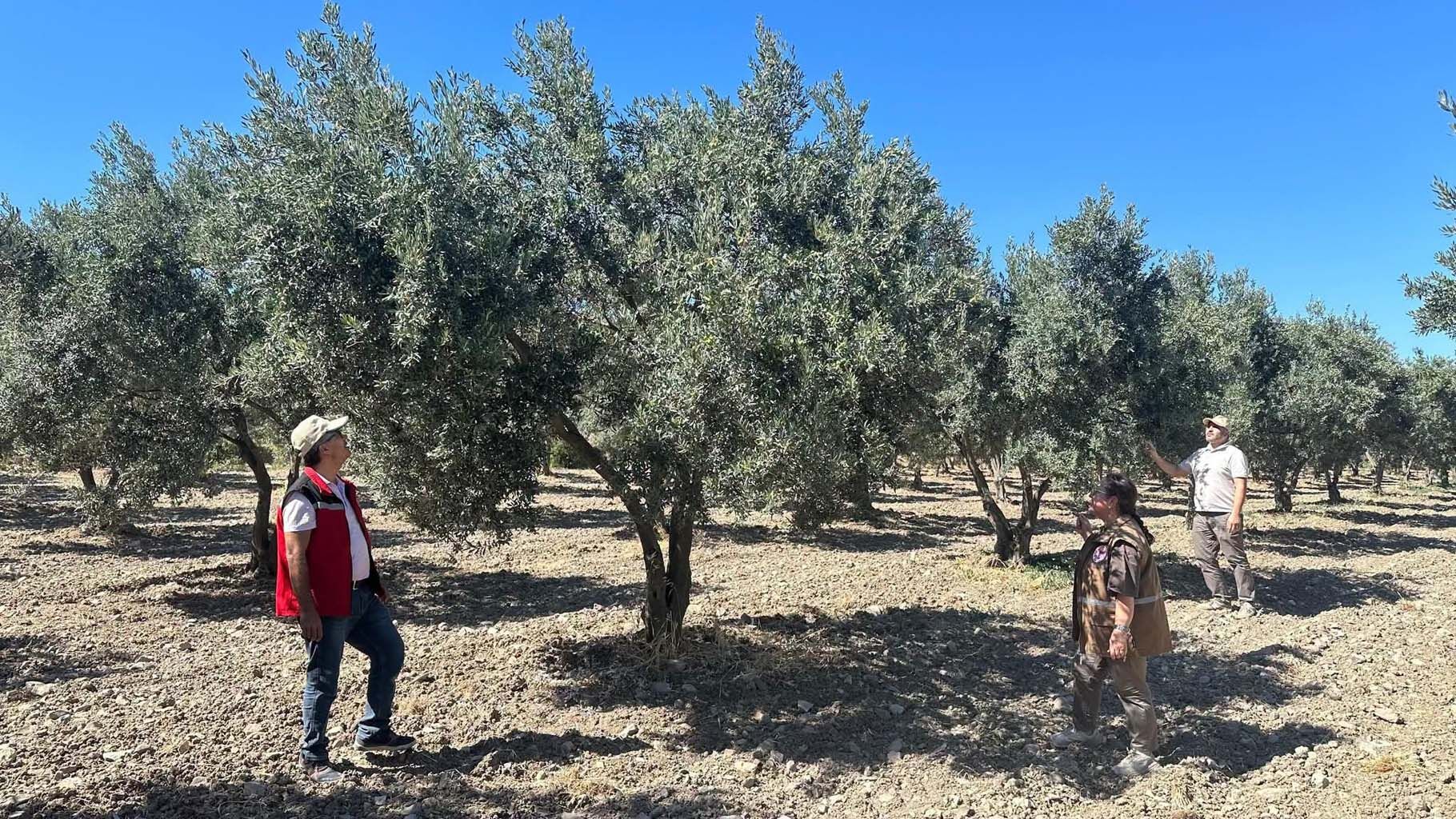 Zeytin ve zeytinyağında sıcak gelişme