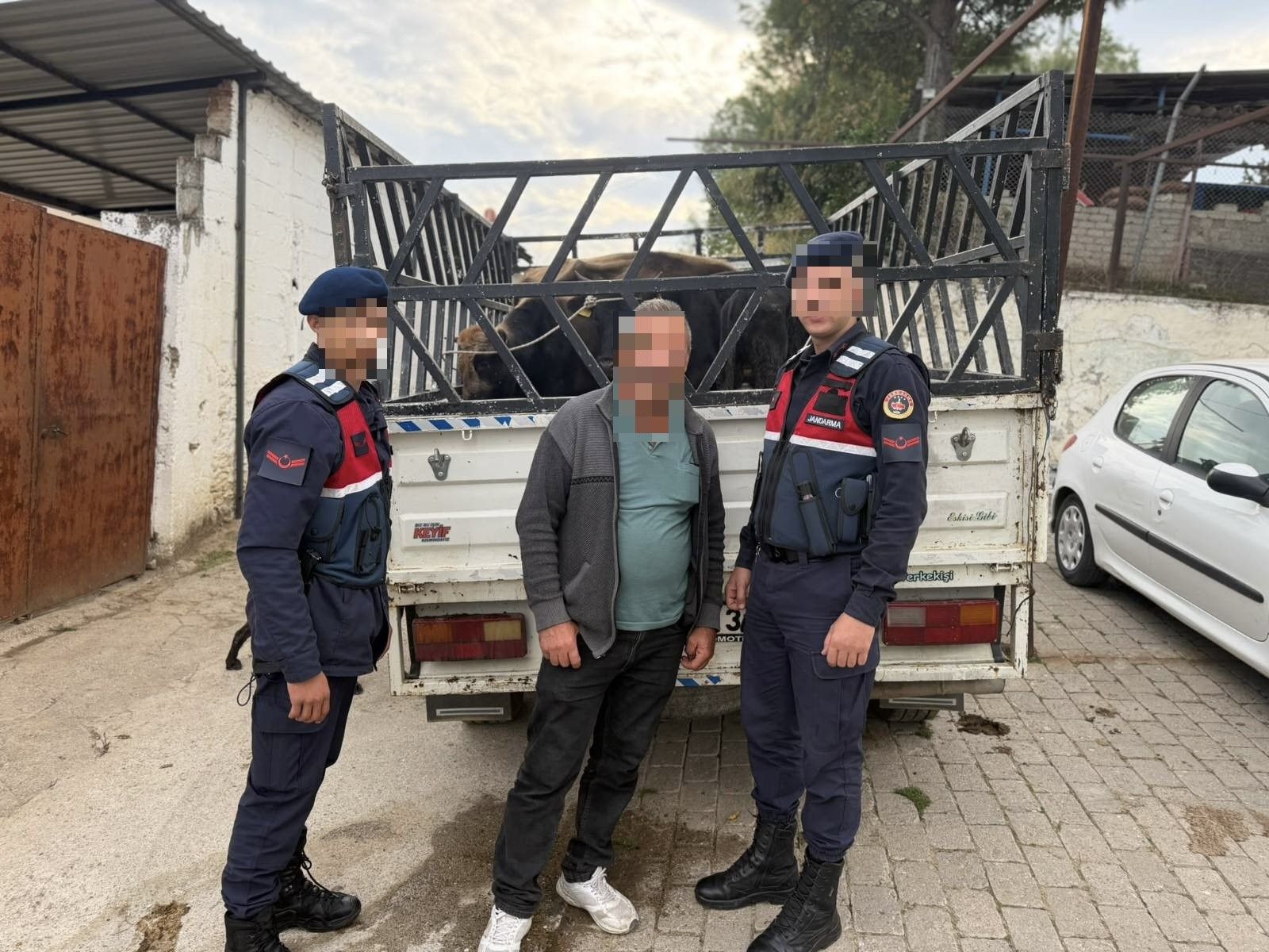 Aydın Koçarlı’da Hayvan Hırsızlığı (4)