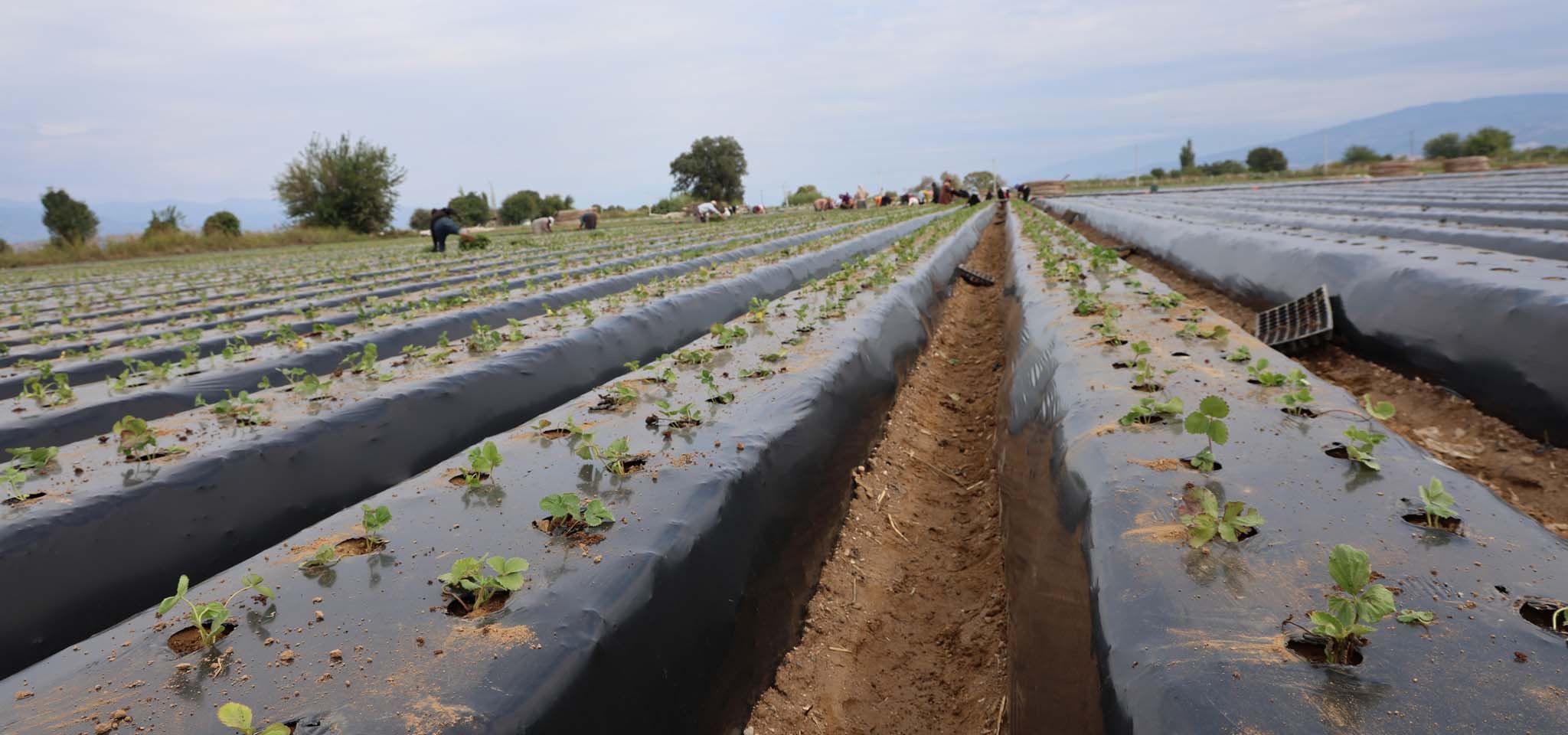 Aydın’da Çilek Üreticisi Tarlaya Indi (1)