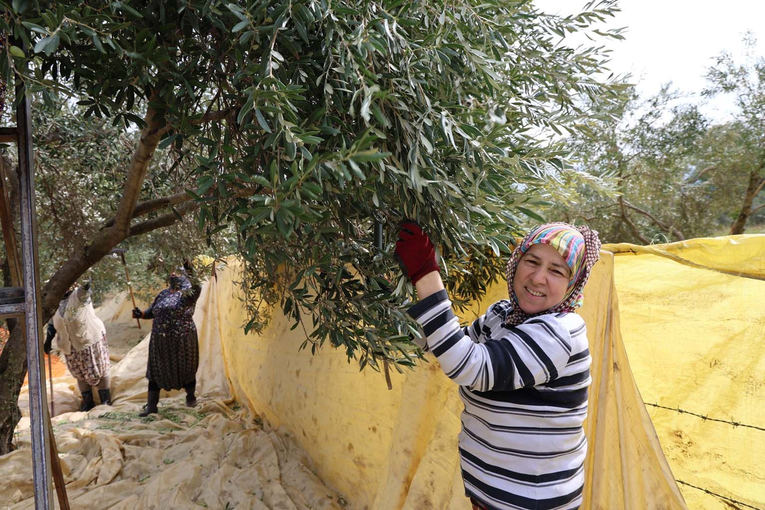 Aydın’da Günlük 1000 Liraya Zeytin Topluyorlar (3)