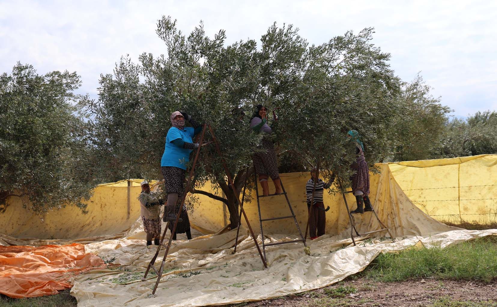Aydın’da Günlük 1000 Liraya Zeytin Topluyorlar (6)