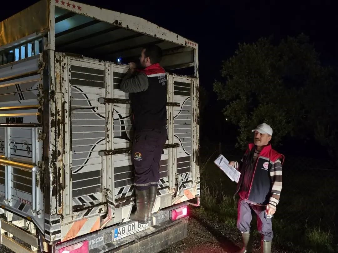 Aydın’da Hayvan Pazarlarında Kırmızı Alarm (3)