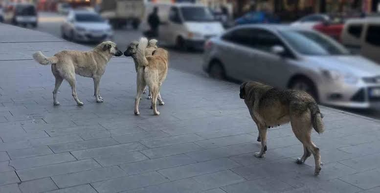 Aydın’da Sahipsiz Hayvan Hareketliliği.. Bakanlığın Verileri Açıklandı (1)