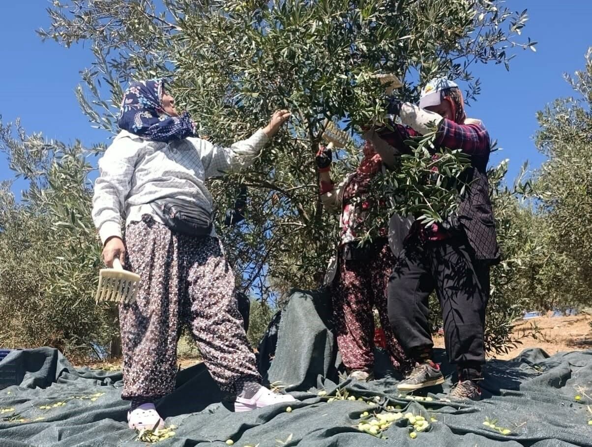 Domat Zeytininde Hasat Vakti (2)
