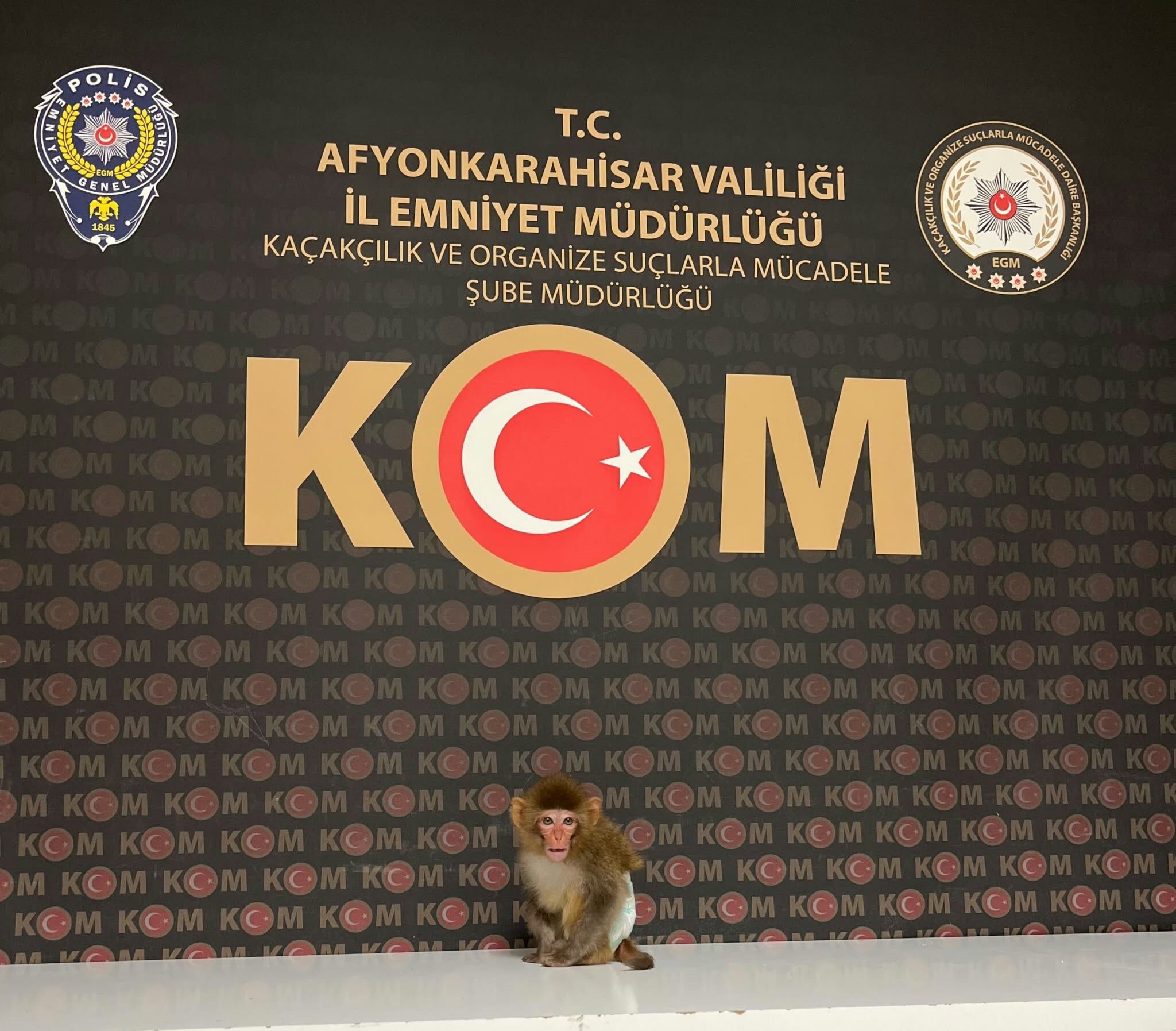 Ege’de Maymun Alarmı (2)