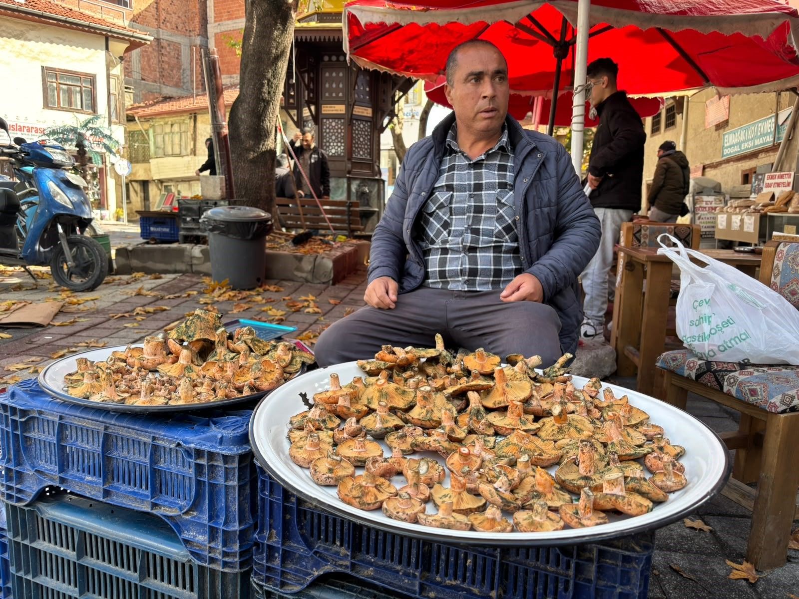 Mantar tezgaha çıktı, fiyatı belli oldu