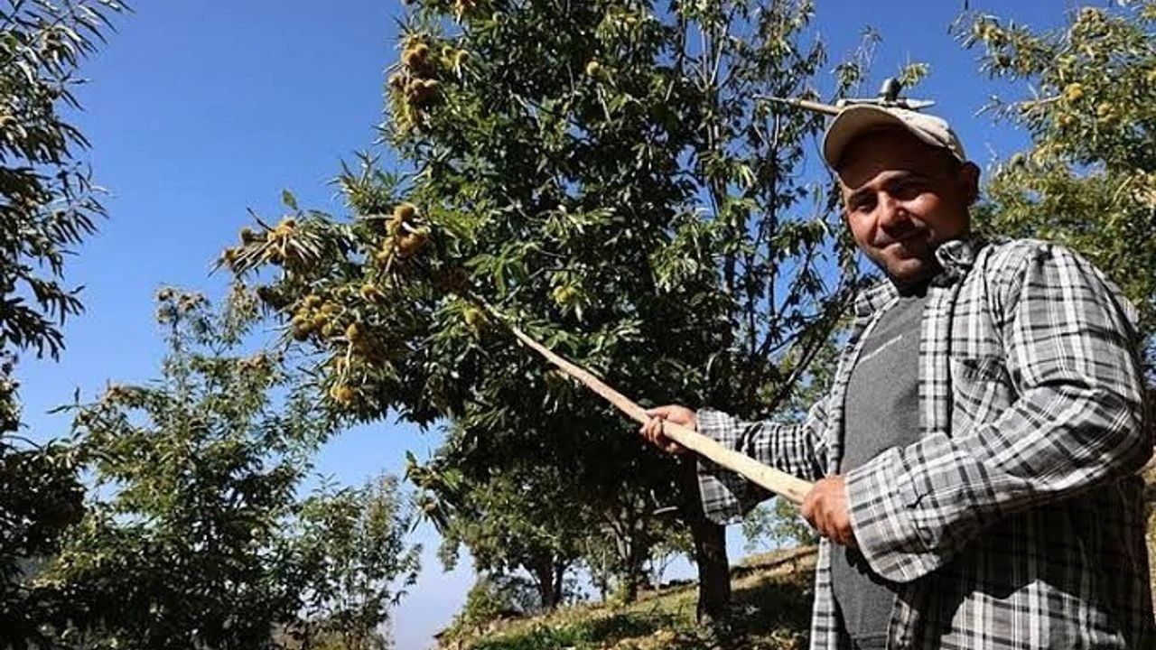 Nazilli’de Kestane Yevmiyeleri Açıklandı.. Günlük Ücret Ne Kadar (1)